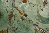 Gary Green Jasper (Larsonite) Bog Wood Slab - Oregon #377739-1